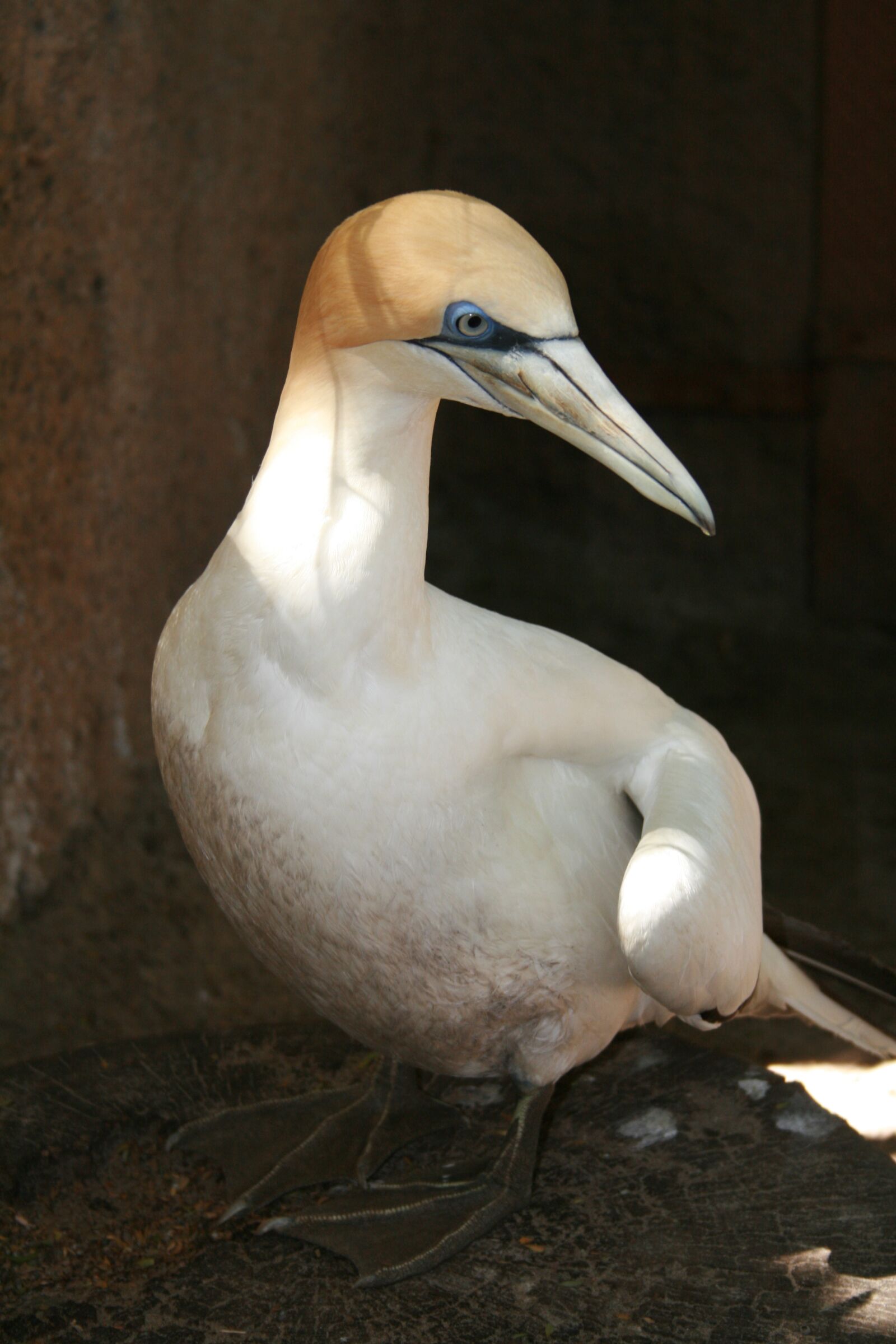 Canon EOS 400D (EOS Digital Rebel XTi / EOS Kiss Digital X) sample photo. Bird, melbourne zoo, australia photography