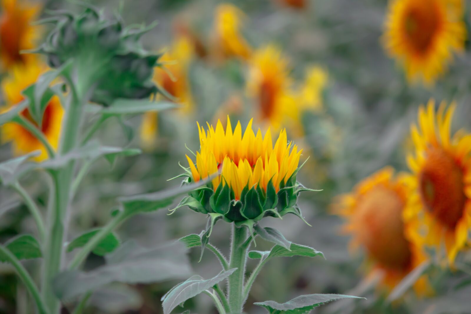 Canon EOS 700D (EOS Rebel T5i / EOS Kiss X7i) sample photo. Sun flower, flowers, yellow photography