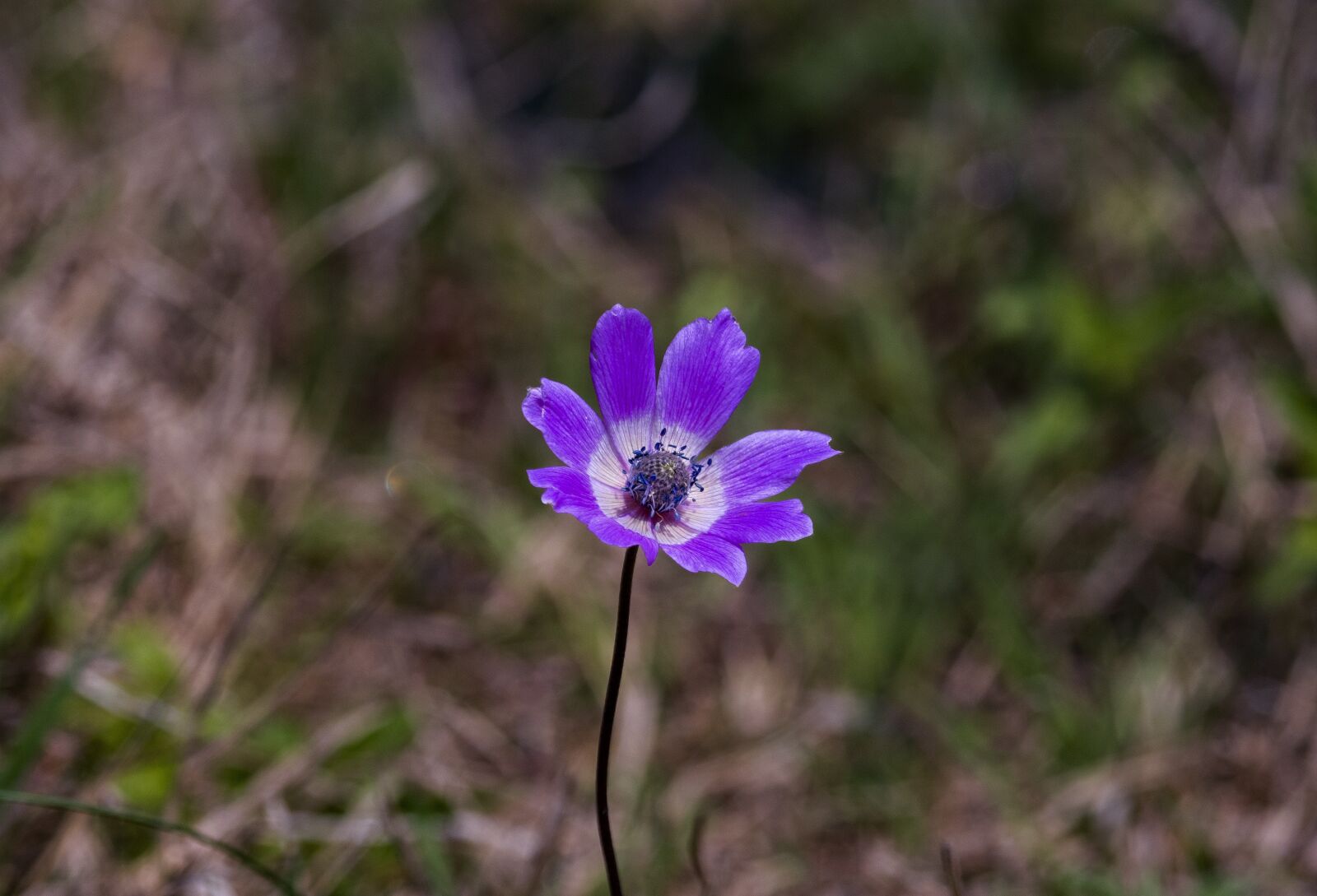 Nikon D7200 sample photo. Anemone, flower, blossom photography