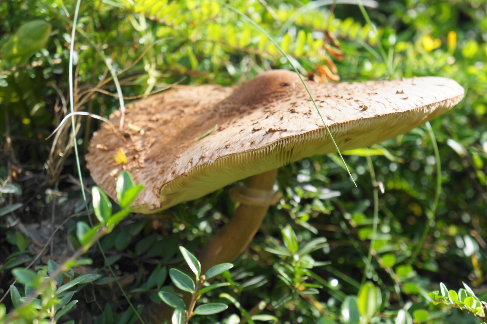 Sony Alpha NEX-5N + Sony E 18-55mm F3.5-5.6 OSS sample photo. Parasol, mushroom, autumn photography