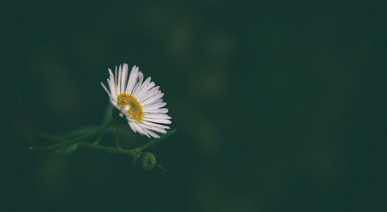 Nikon D7000 sample photo. Flower, daisy, white photography