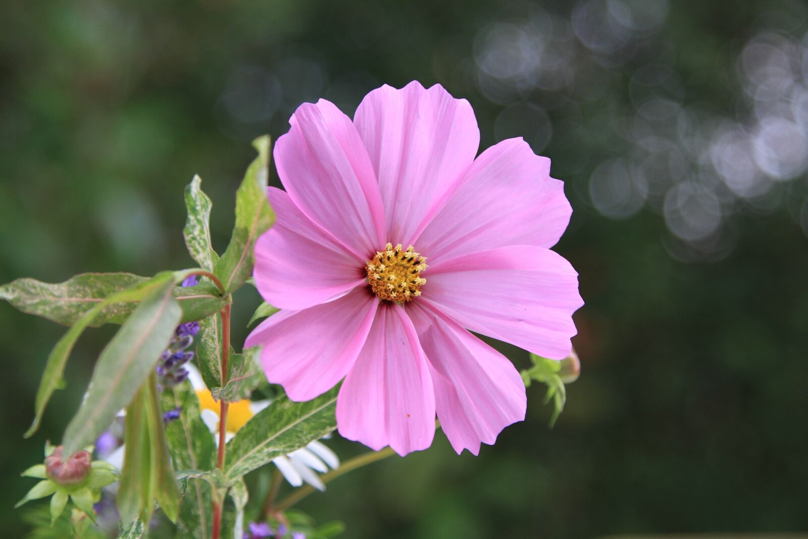Canon EOS 7D + Canon EF 24-105mm F4L IS USM sample photo. Garden, blossom, bloom photography