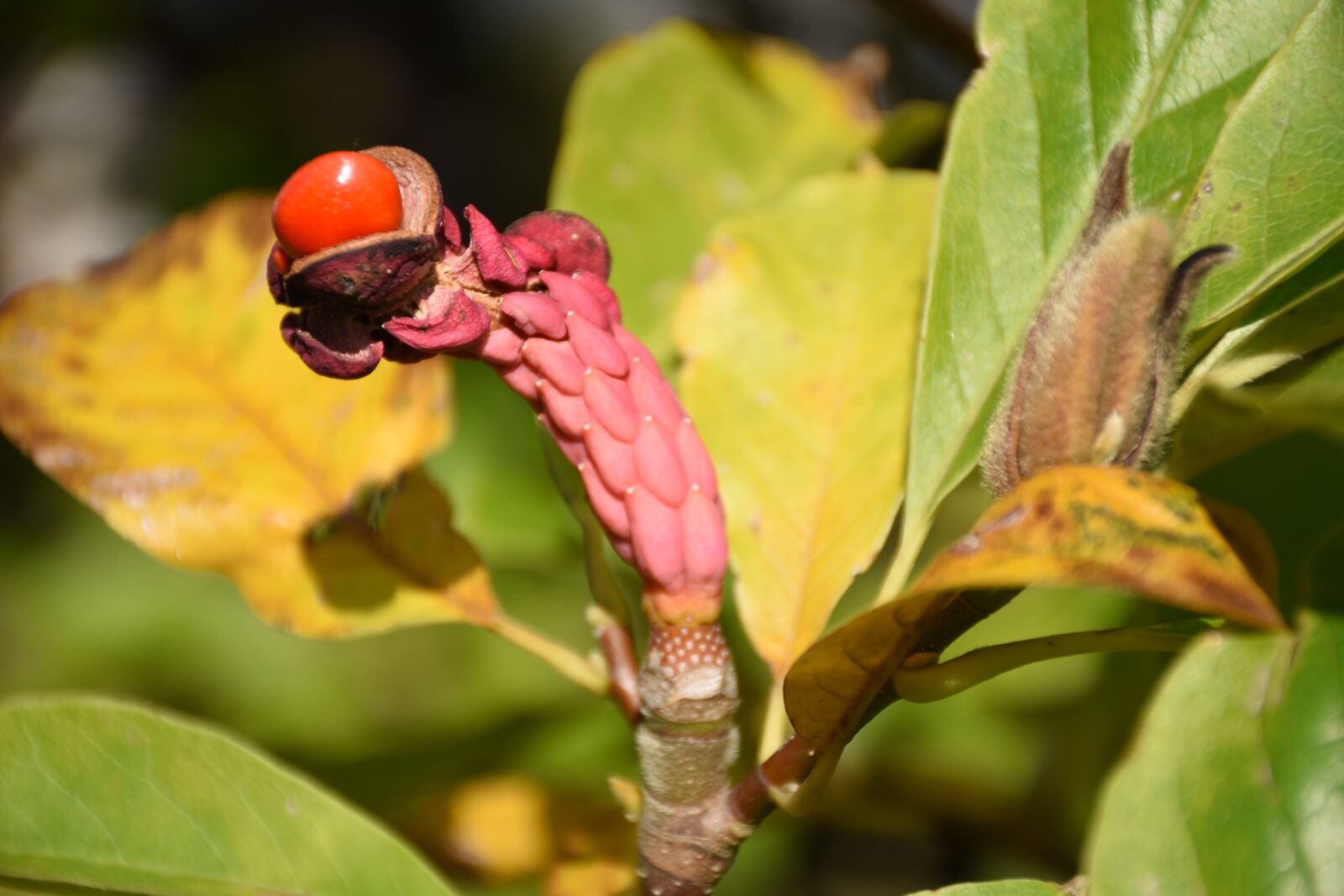 Nikon D7200 sample photo. Magnolia, infructescence, bud photography