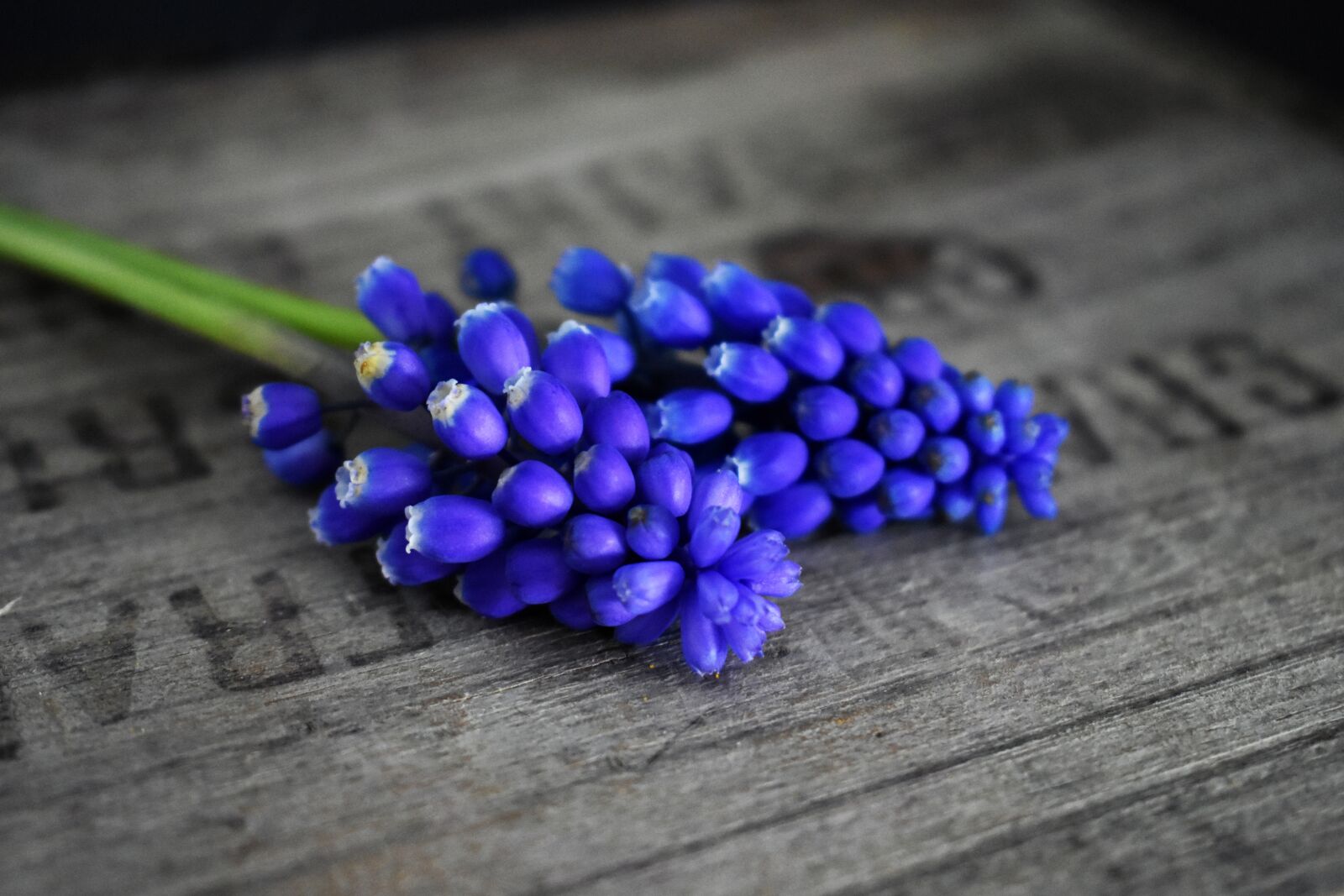 Nikon D3400 sample photo. Hyacinth, wooden crate, blue photography