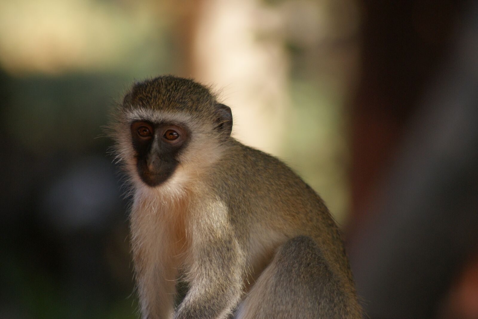 Sony Alpha DSLR-A200 sample photo. Monkey, primate, animal world photography