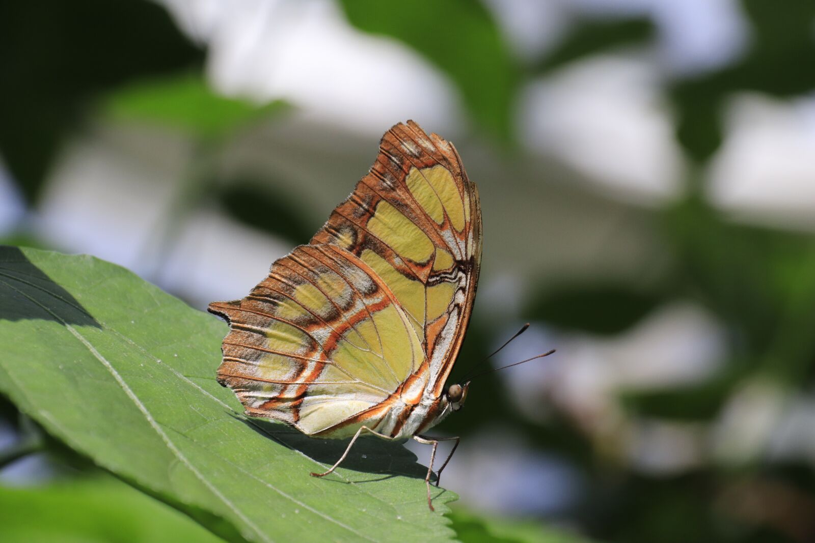 Canon EOS 77D (EOS 9000D / EOS 770D) + Canon EF-S 18-200mm F3.5-5.6 IS sample photo. Butterfly, colorful, insect photography