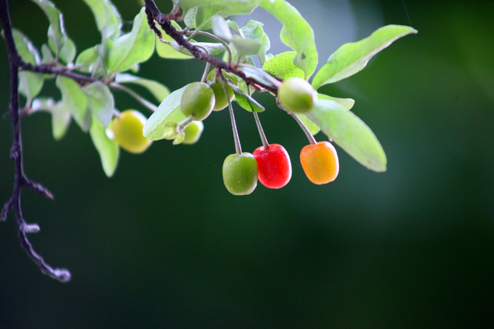 Canon EOS 5D Mark II sample photo. Nature, leaf, wood photography