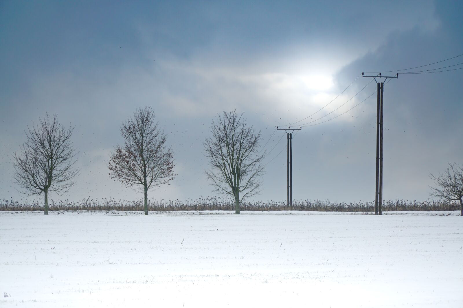 Sony a6000 sample photo. Snow, trees, winter photography