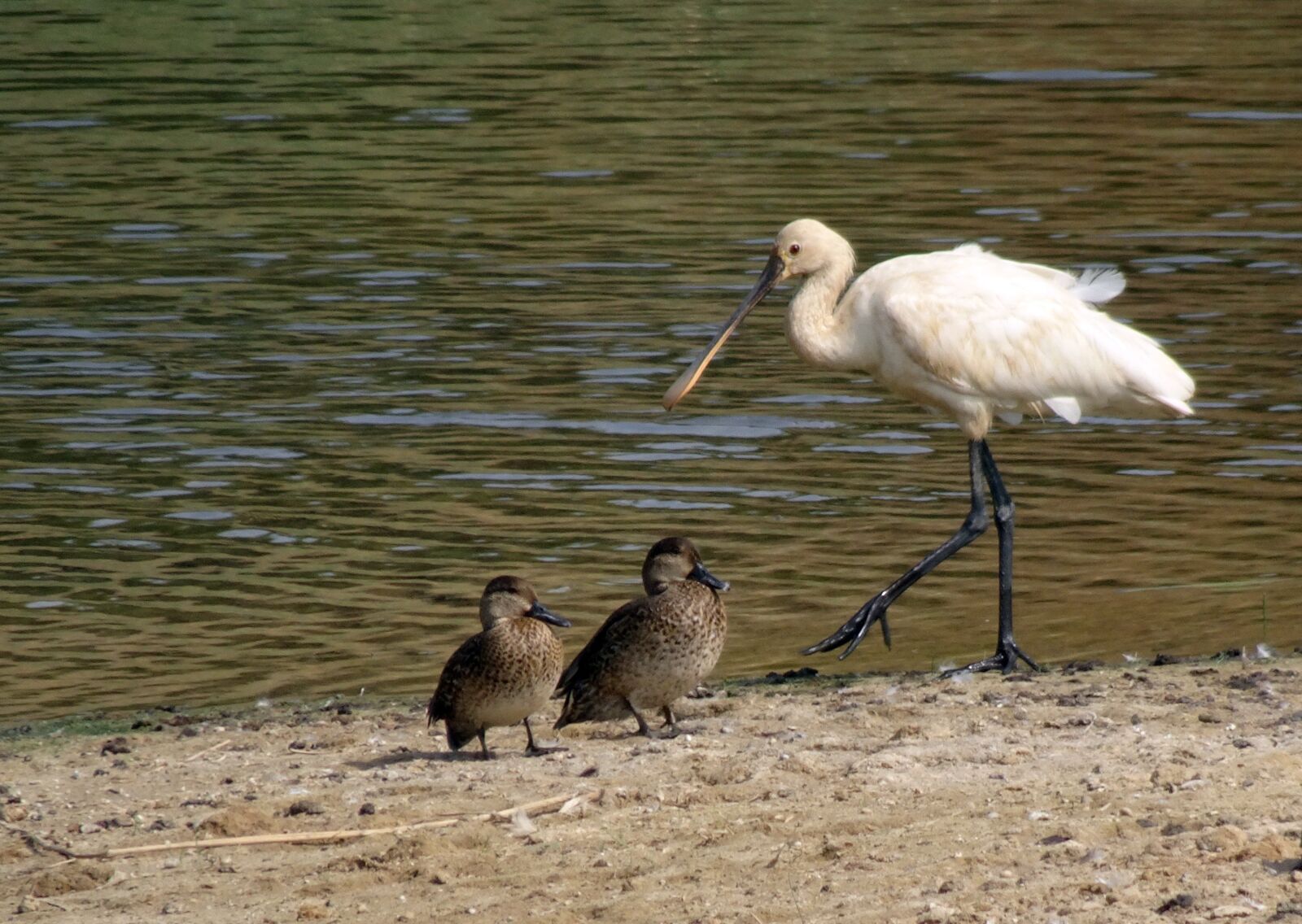 Sony Cyber-shot DSC-HX90V sample photo. Eurasian spoonbill, common spoonbill photography