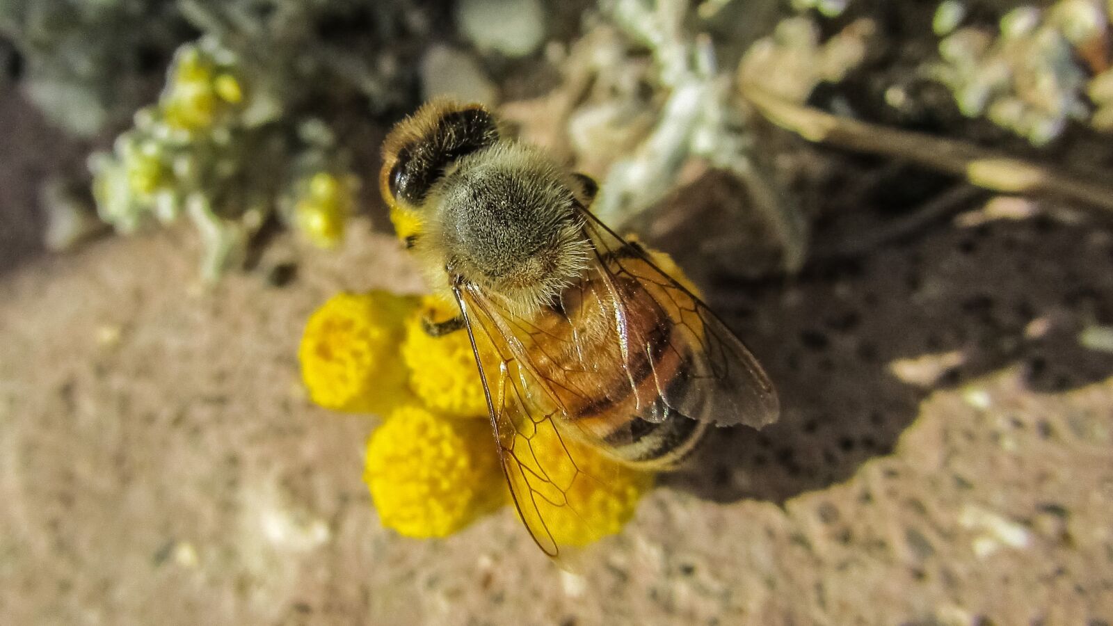 Canon PowerShot SX400 IS sample photo. Bee, insect, nature photography