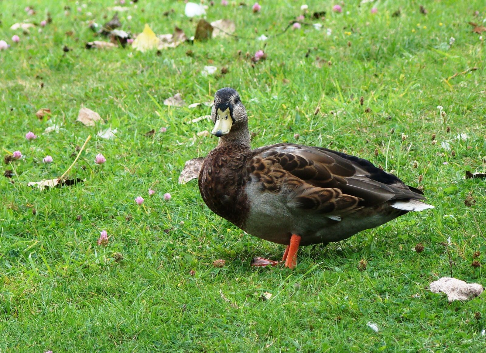 Sony Cyber-shot DSC-H50 sample photo. Nature, bird, animal photography