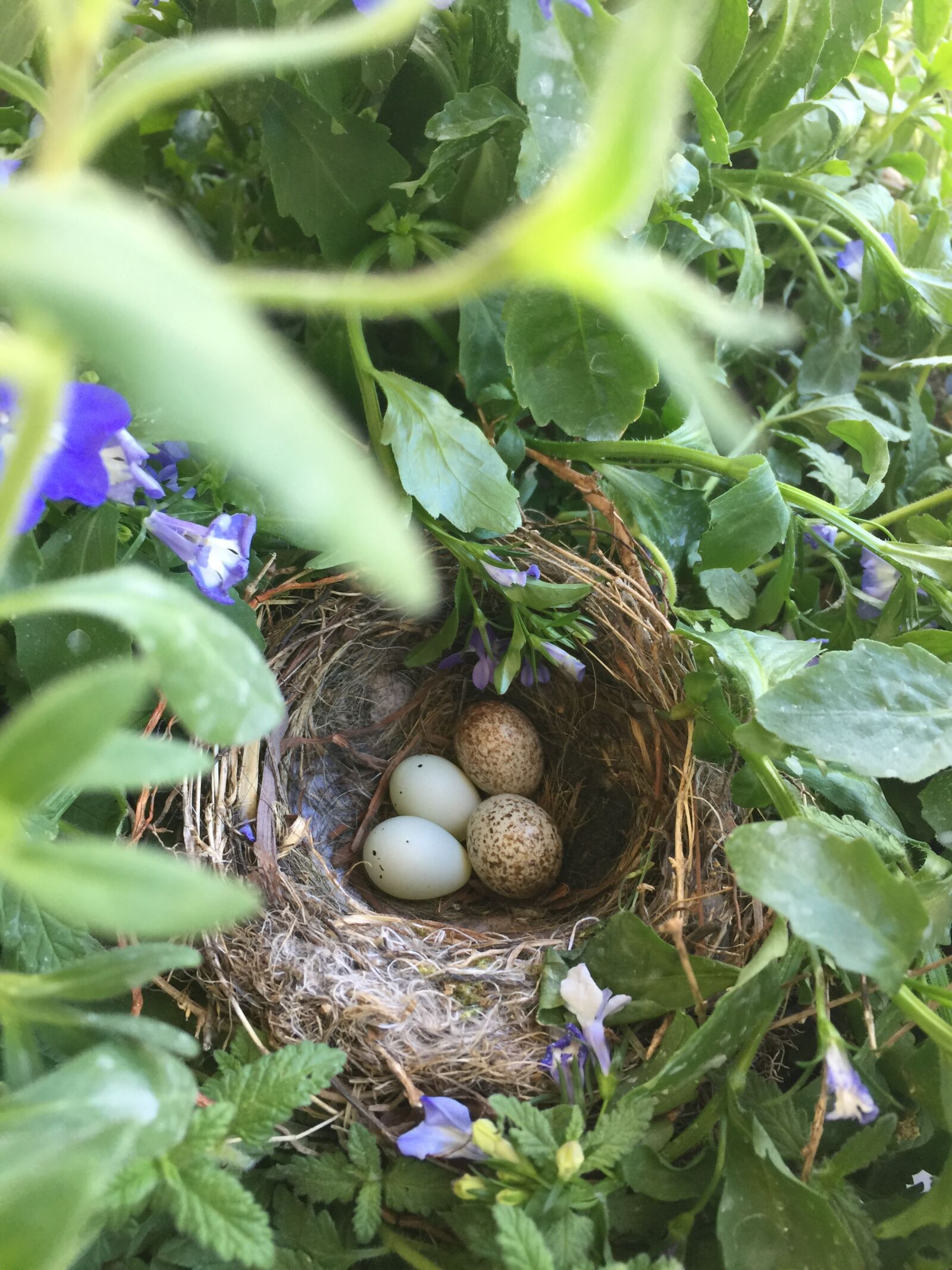 iPhone 6 Plus back camera 4.15mm f/2.2 sample photo. Birds, nest, spring photography