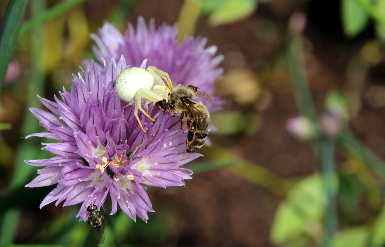 Canon EOS 600D (Rebel EOS T3i / EOS Kiss X5) sample photo. Spider, wasp, death throes photography