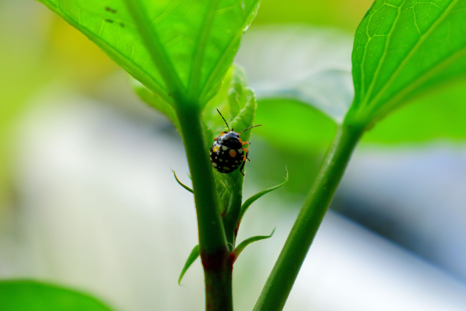 Nikon D5300 sample photo. Insect, flora, garden photography