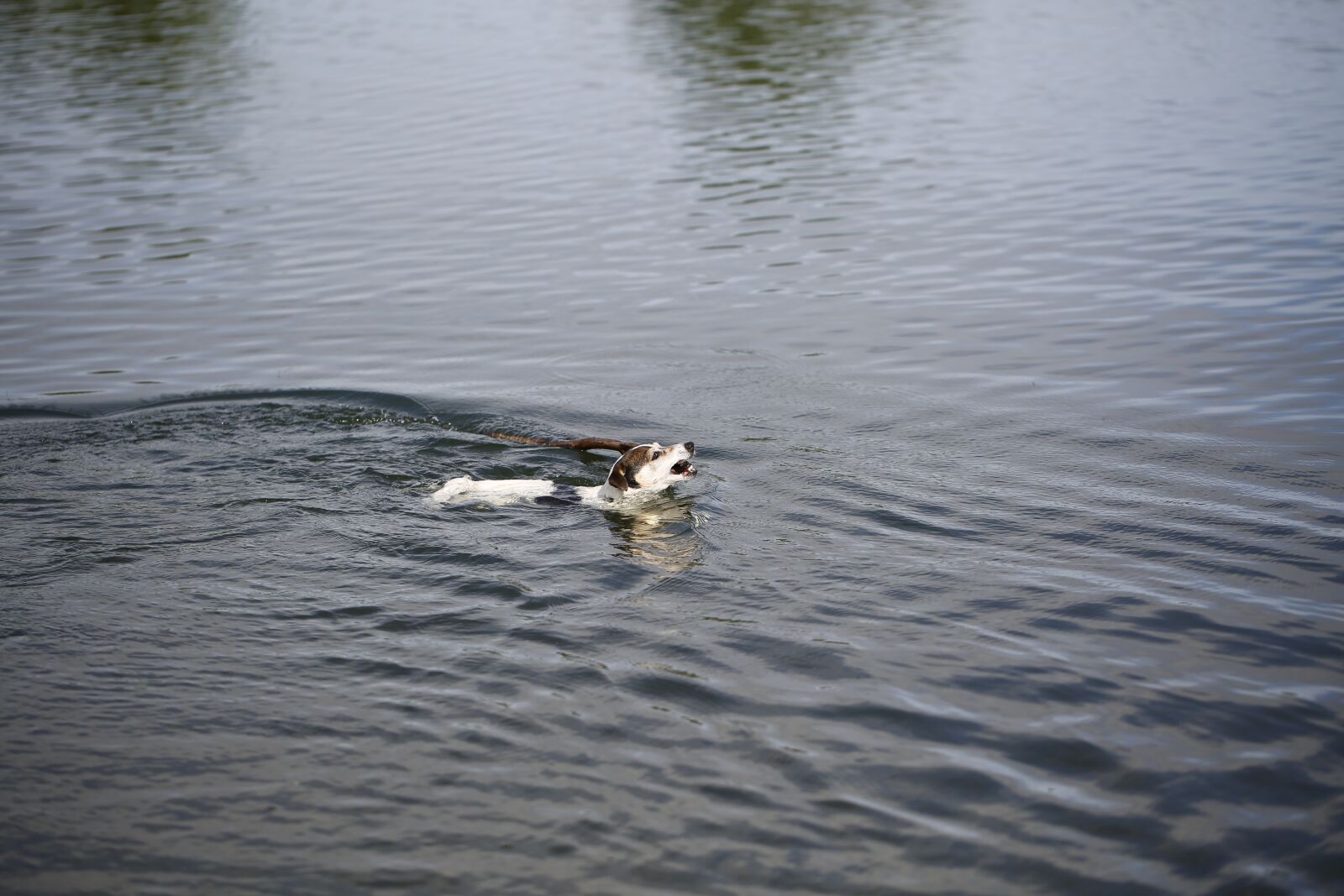 Canon EF 100mm F2.8L Macro IS USM sample photo. Dog, water, nature photography