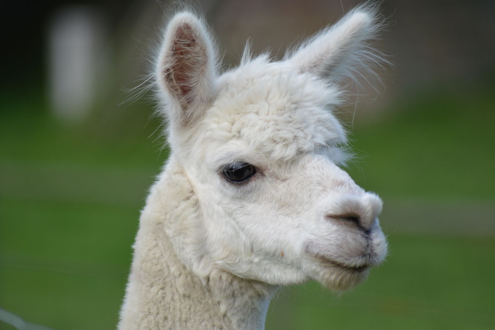 Nikon D5200 sample photo. Alpaca, white, animal portrait photography