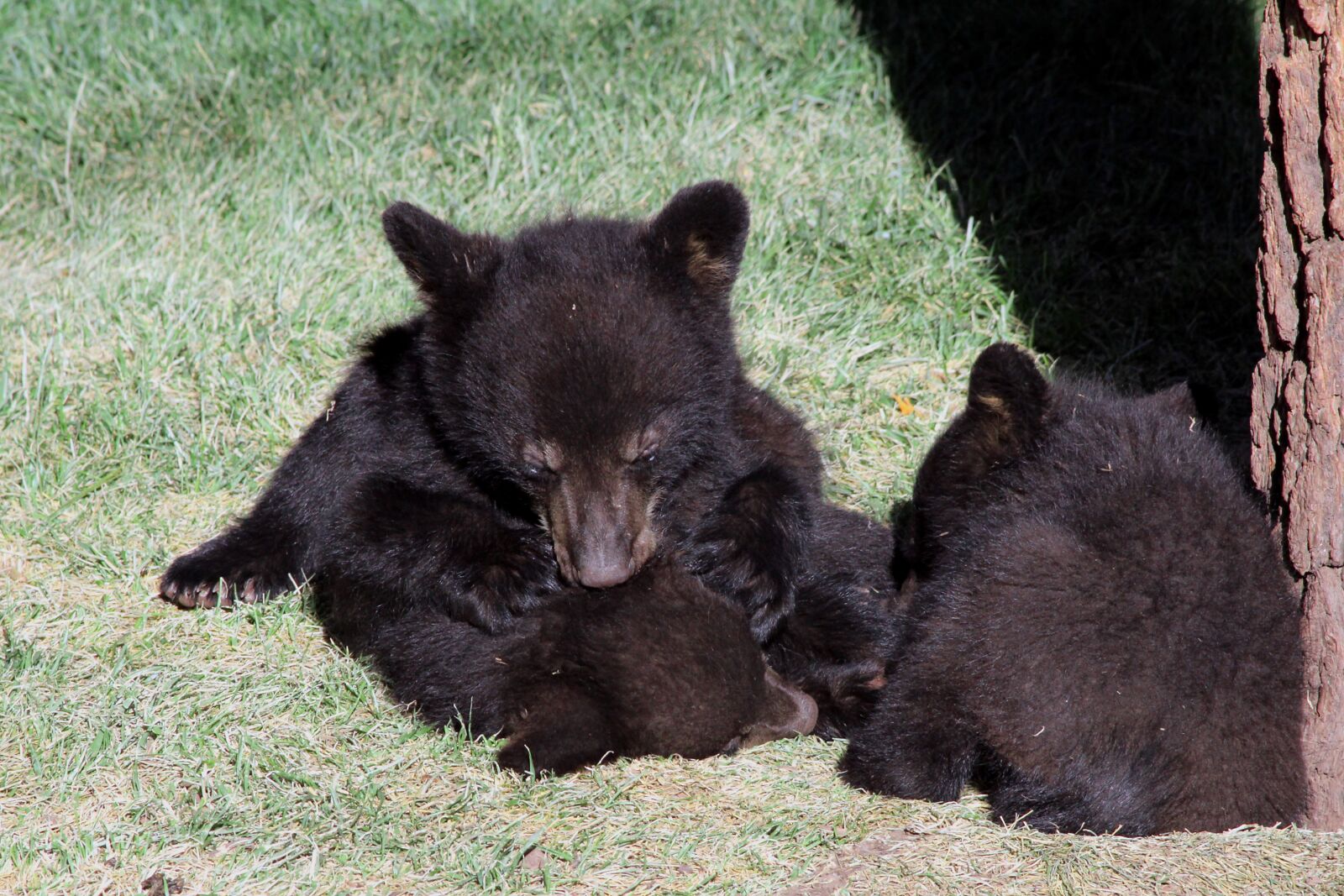 Canon EOS 7D sample photo. Bear, cubs, black photography