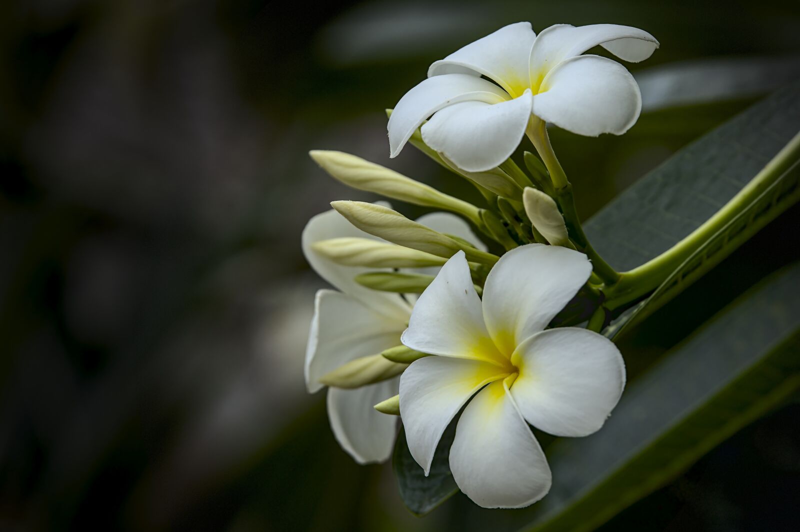 Nikon D500 sample photo. White plumeria, frangipani, bouquet photography