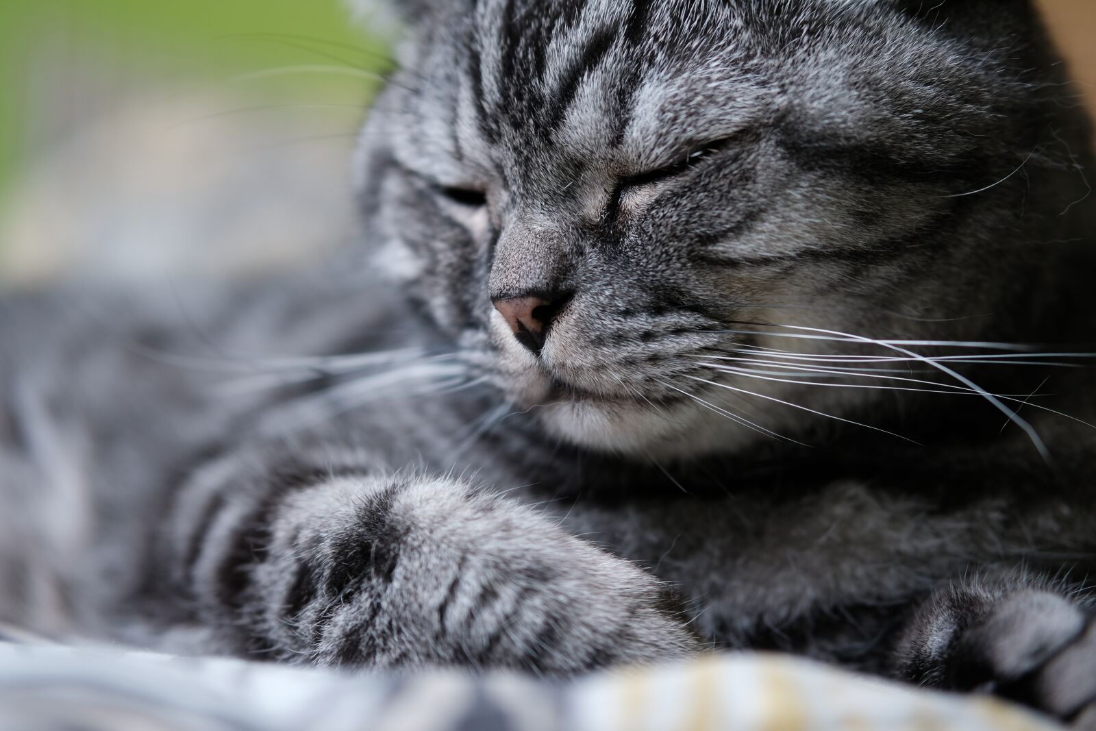 Fujifilm XF 50mm F2 R WR sample photo. Cat, bed, pet photography
