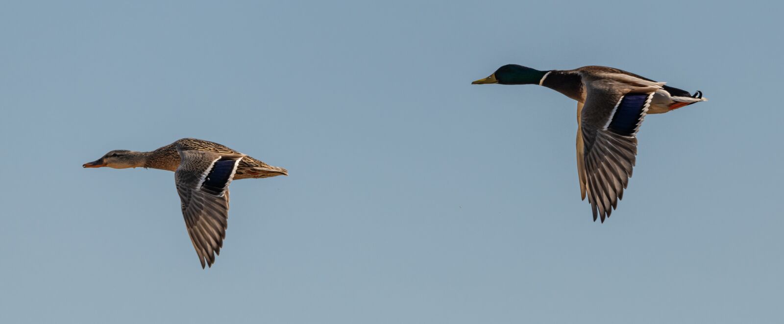 Nikon D850 sample photo. Ducks, flies, birds photography