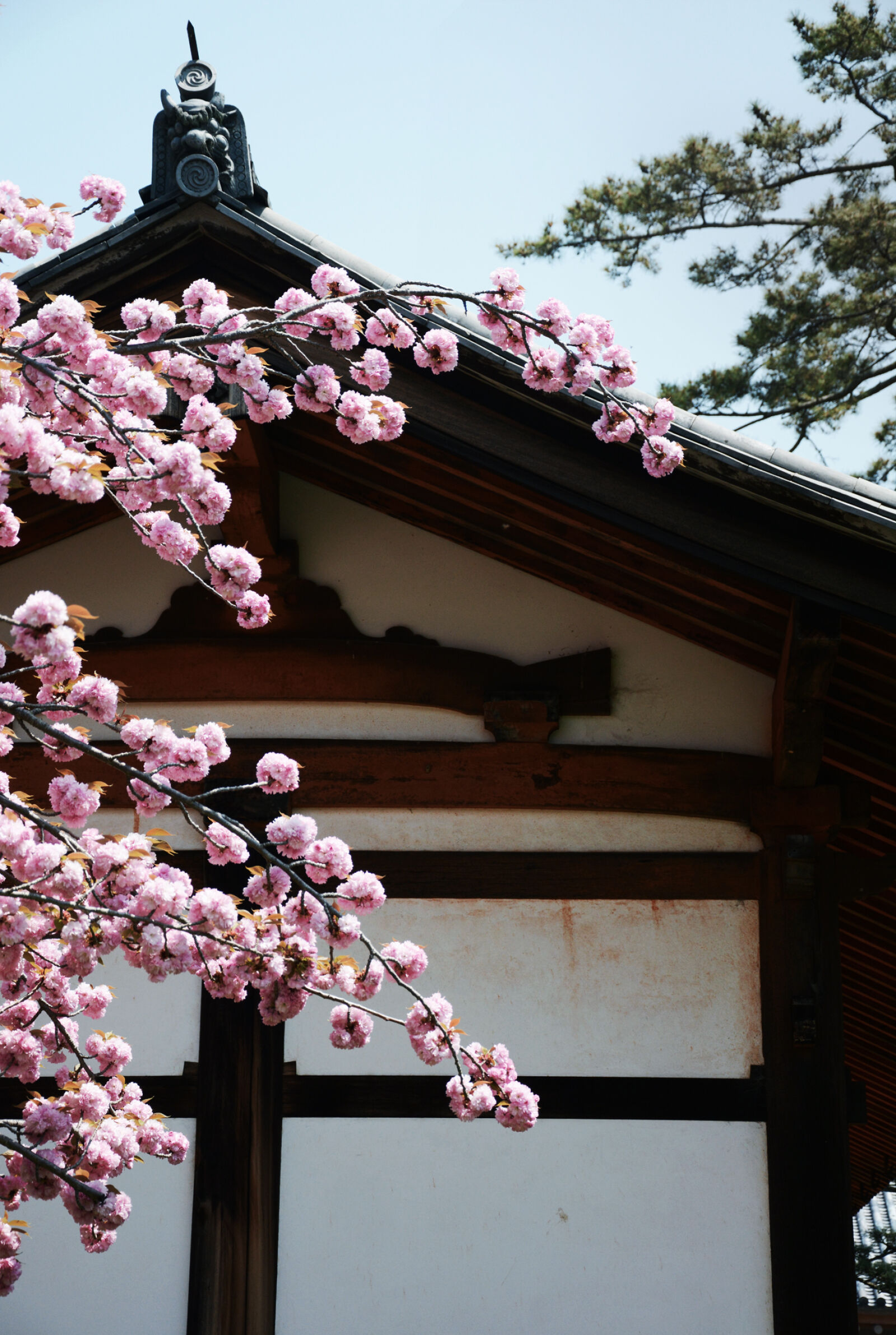 Nikon D7100 sample photo. Beautiful, flowers, japan, pink photography