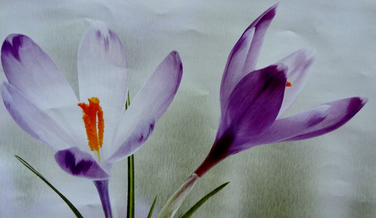 Sony Cyber-shot DSC-HX9V sample photo. Close, up, of, purple photography