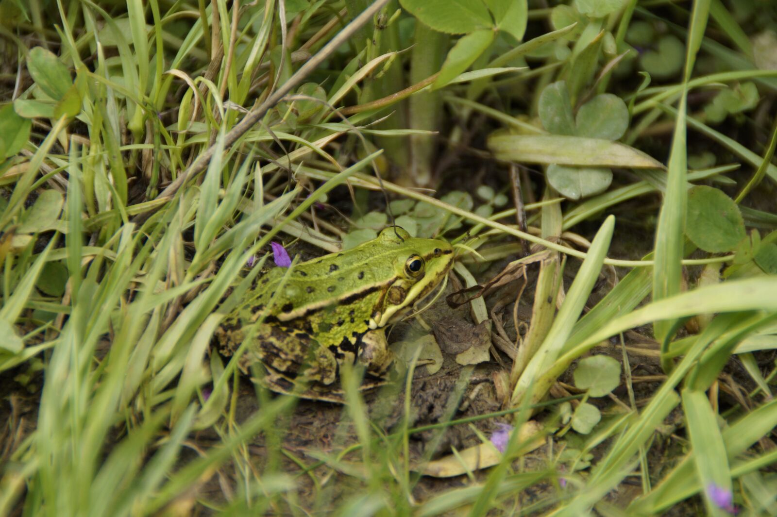 Sony SLT-A58 sample photo. Frog, tree frog, grass photography