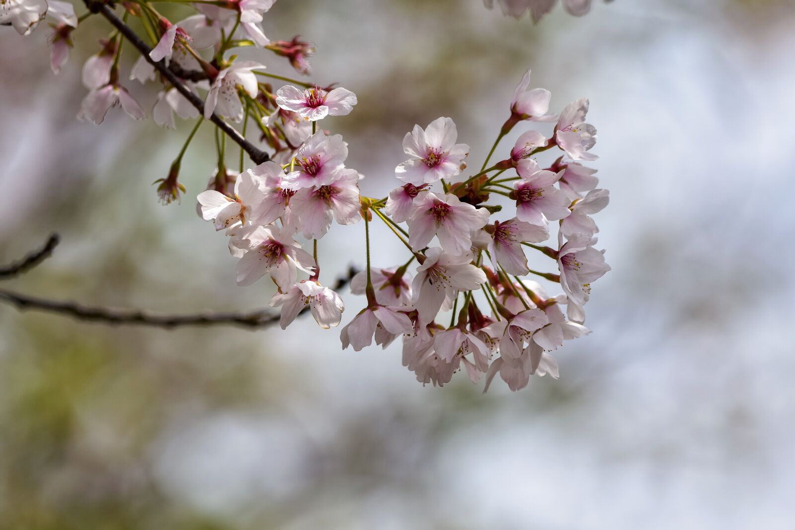 Nikon D7200 sample photo. Natural, landscape, plant photography