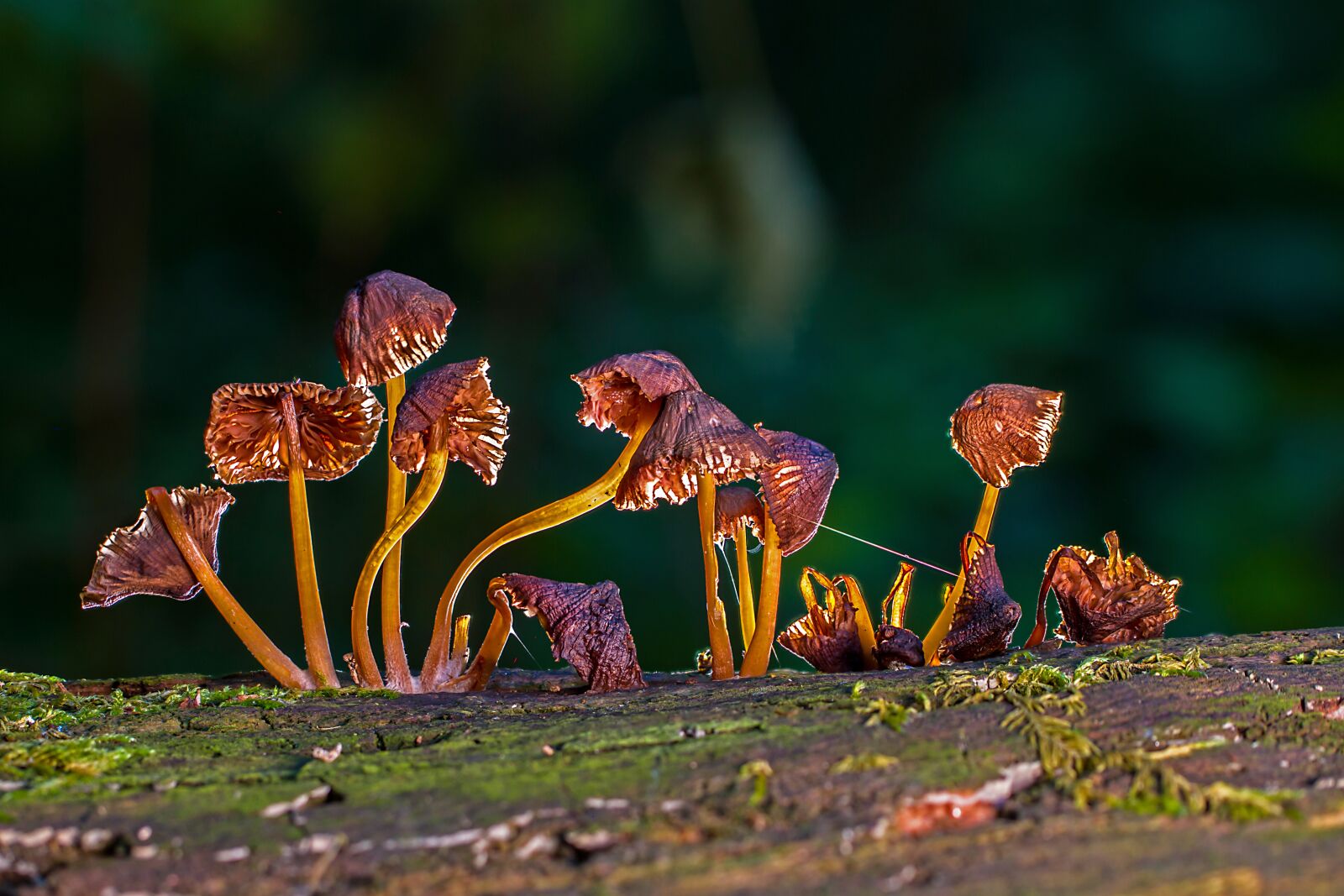Tamron SP AF 60mm F2 Di II LD IF Macro sample photo. Mushroom, mushrooms, sponge photography