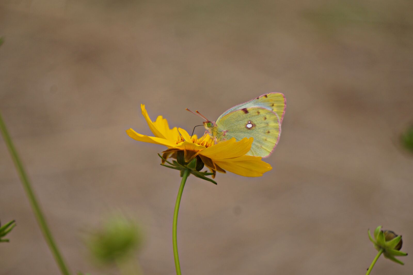 Sony Alpha a5000 (ILCE 5000) sample photo. Butterfly, yellow flowers, geumgyeguk photography