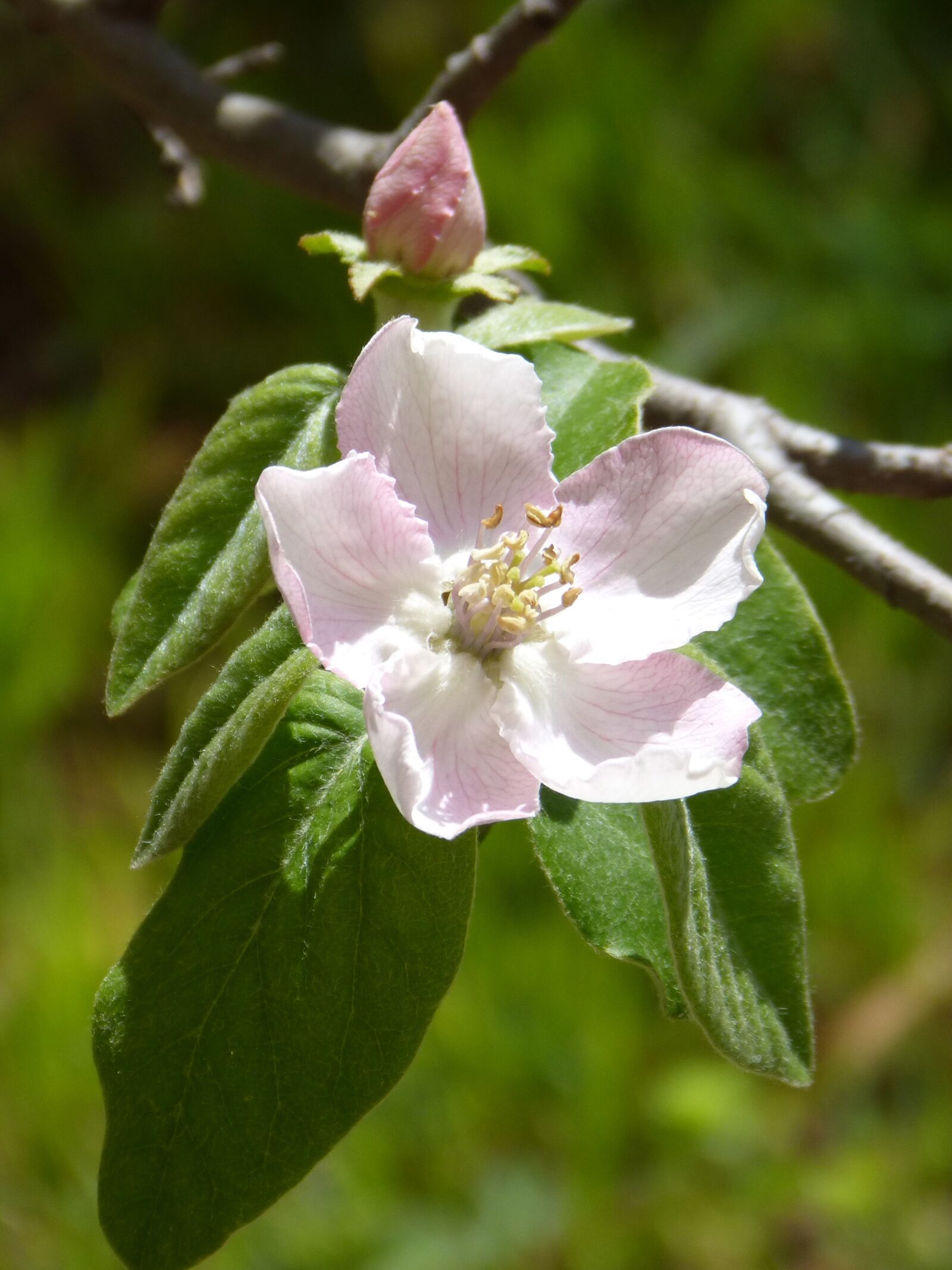 Panasonic DMC-FZ62 sample photo. Flower, flowering tree, flowering photography