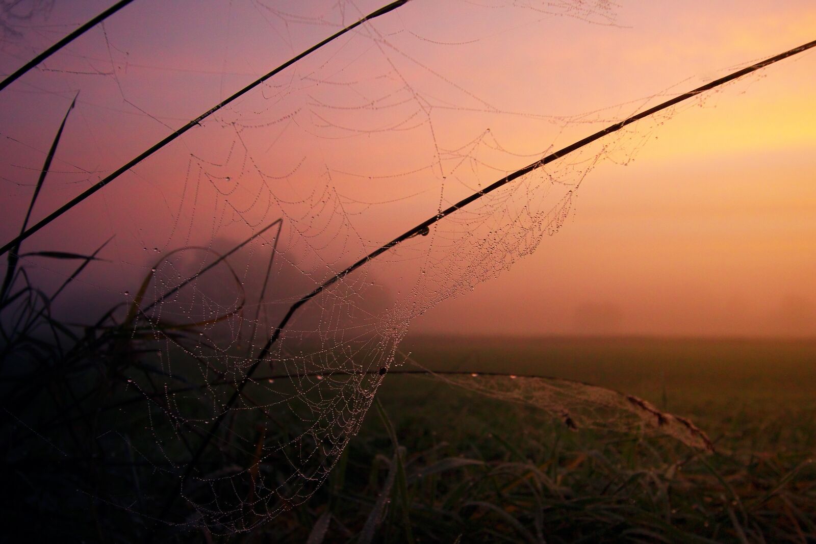 Canon EOS 500D (EOS Rebel T1i / EOS Kiss X3) sample photo. Nature, sunset, fog photography