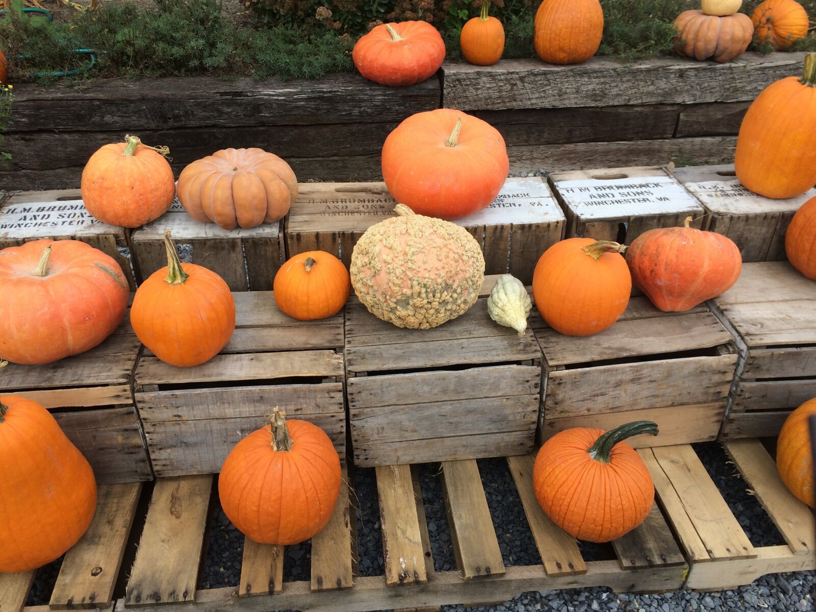 iPhone 5s back camera 4.15mm f/2.2 sample photo. Pumpkins, squash, farm stand photography