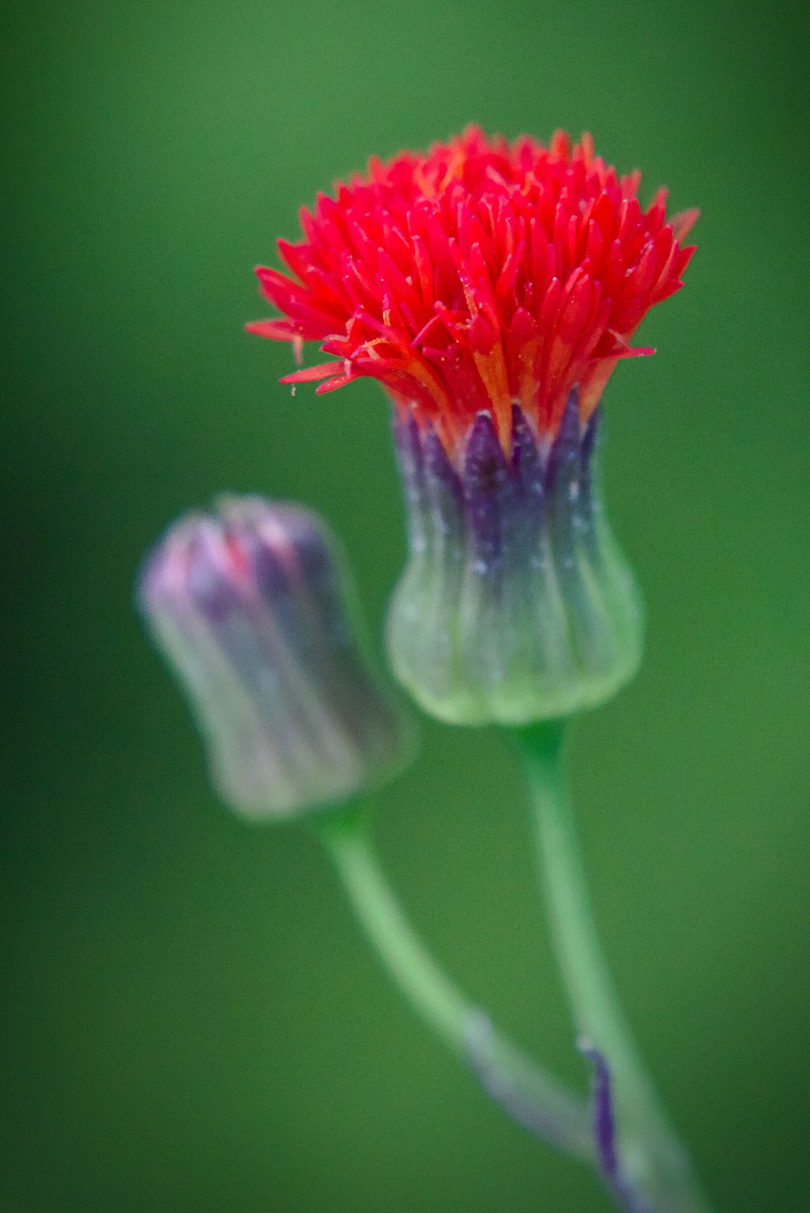 Canon EOS M5 sample photo. Chili, blossom, bloom photography