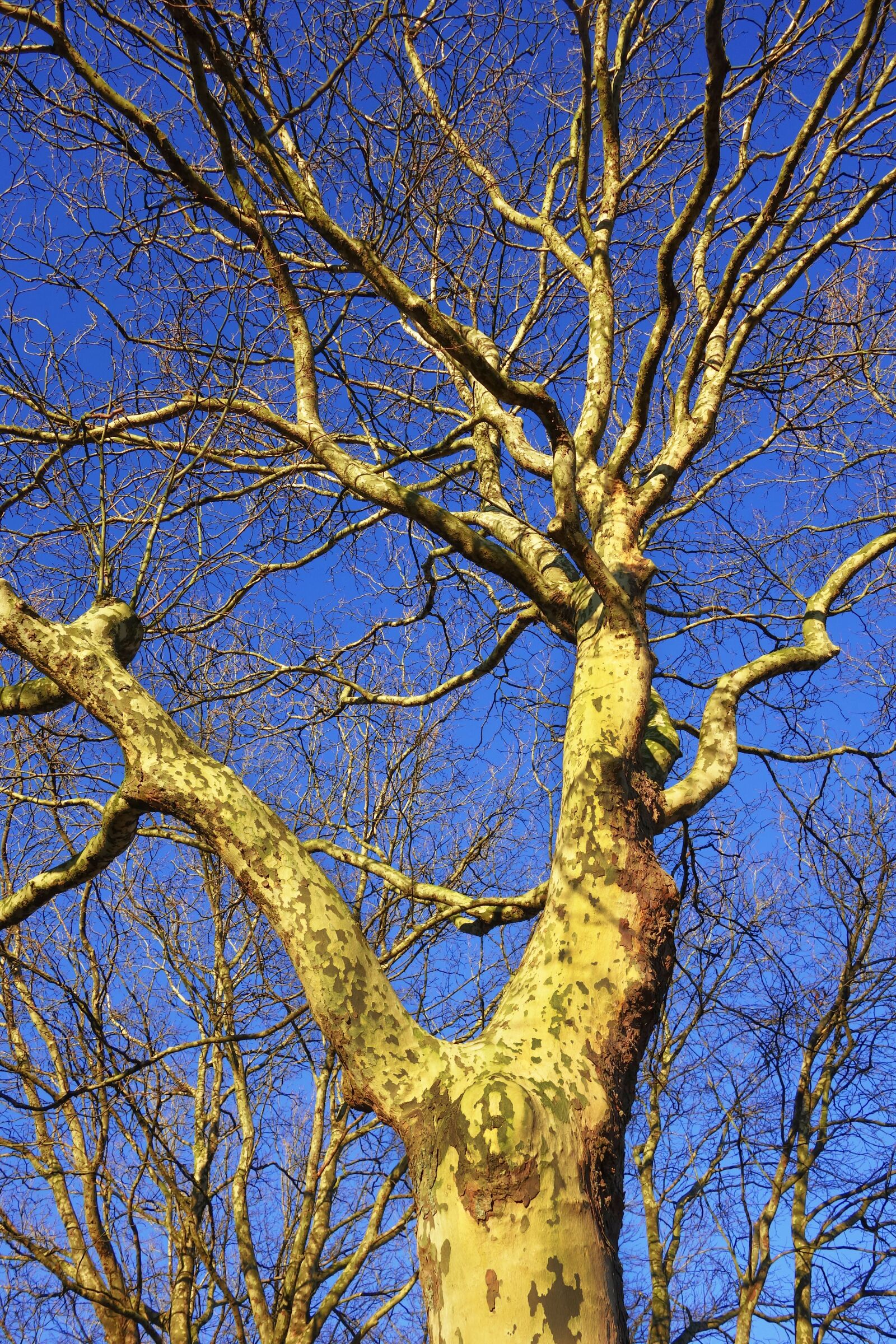 Sony Cyber-shot DSC-RX100 sample photo. Platanus, plane tree, plane photography