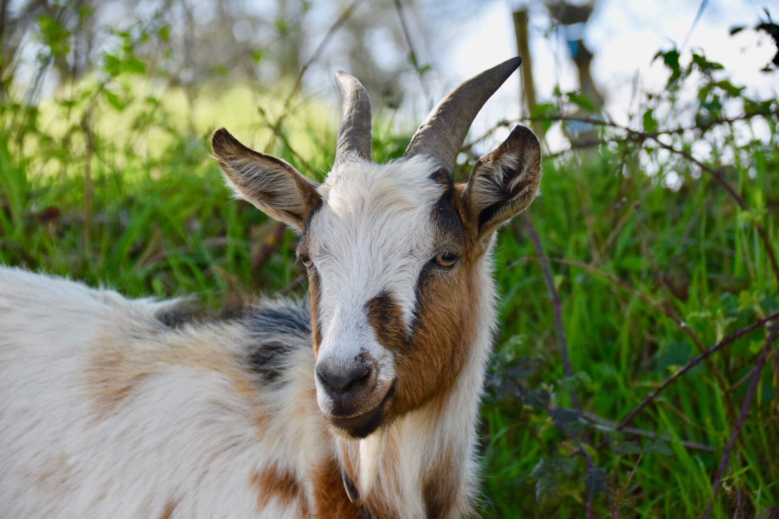 Nikon D5600 sample photo. Goat, goat horns, ruminants photography