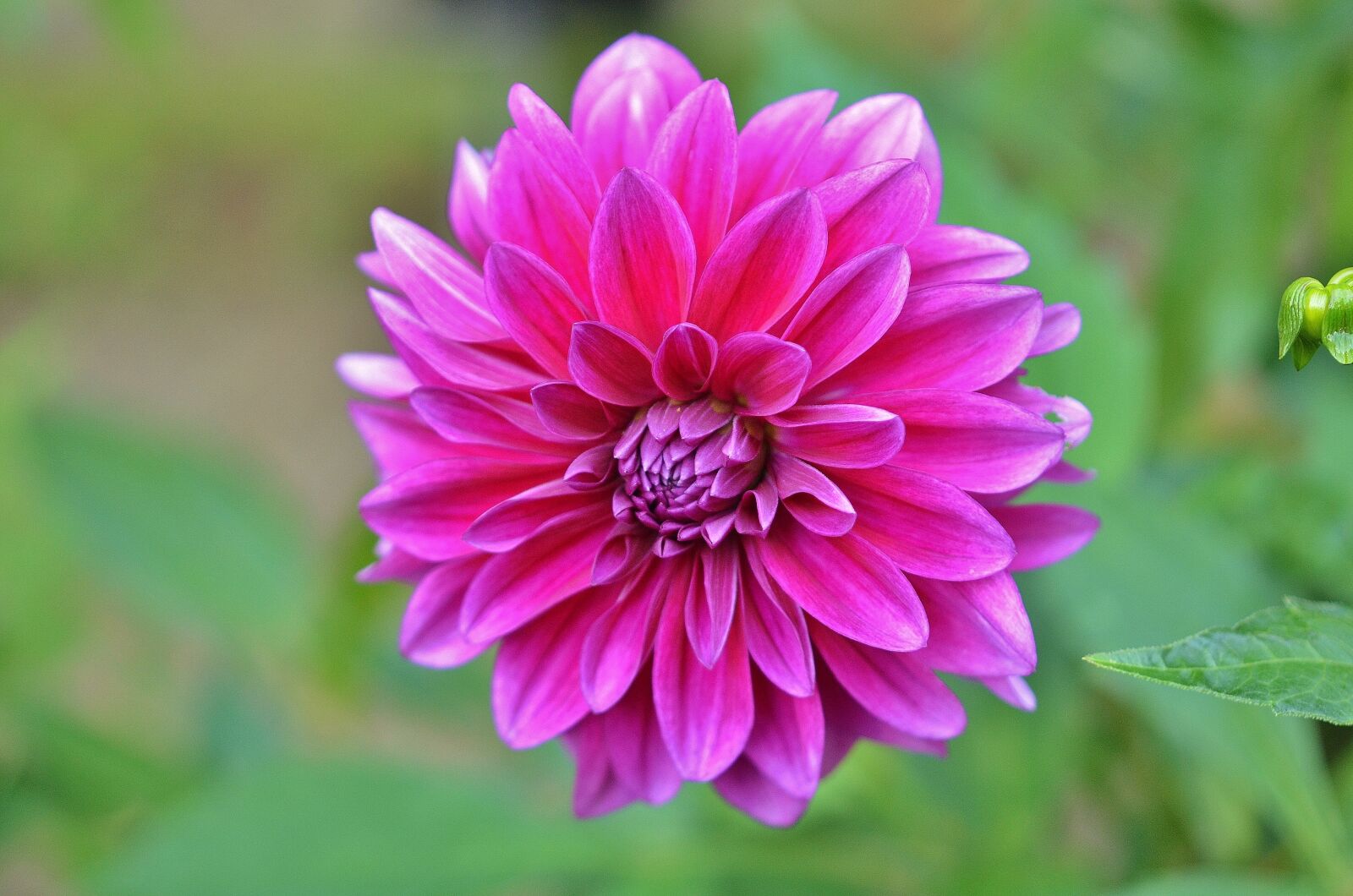 Nikon D7000 sample photo. Flower, natur, spring photography