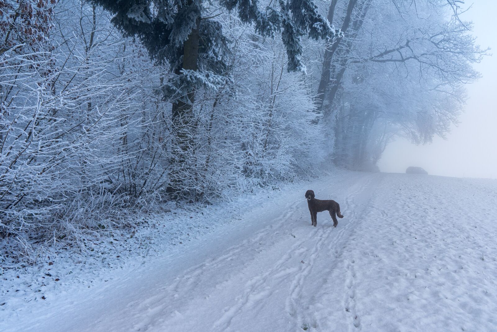Sony a7 II + Sony Vario Tessar T* FE 24-70mm F4 ZA OSS sample photo. Winter, landscape, snow photography