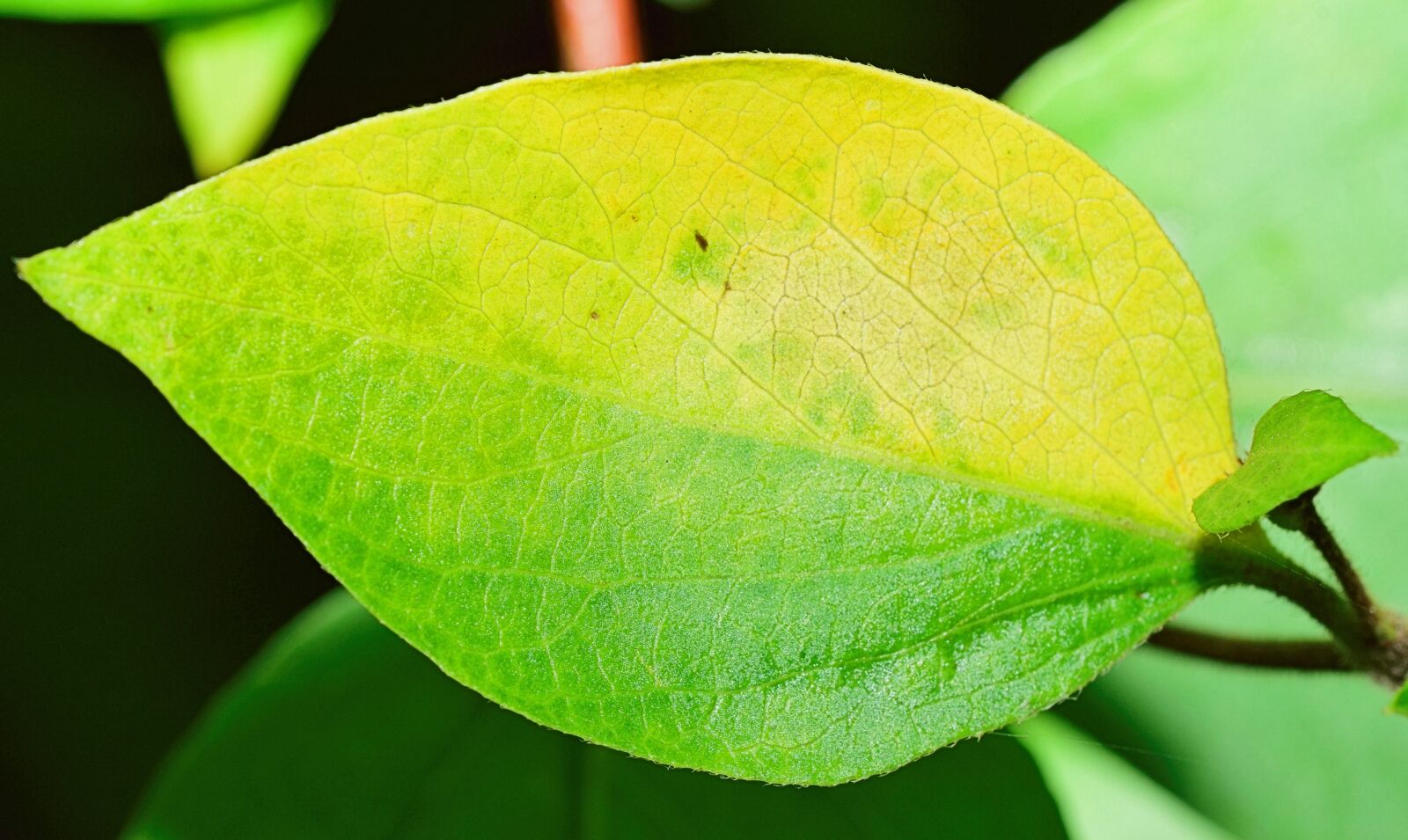 Nikon D5300 sample photo. Nature, leaf, green leaves photography