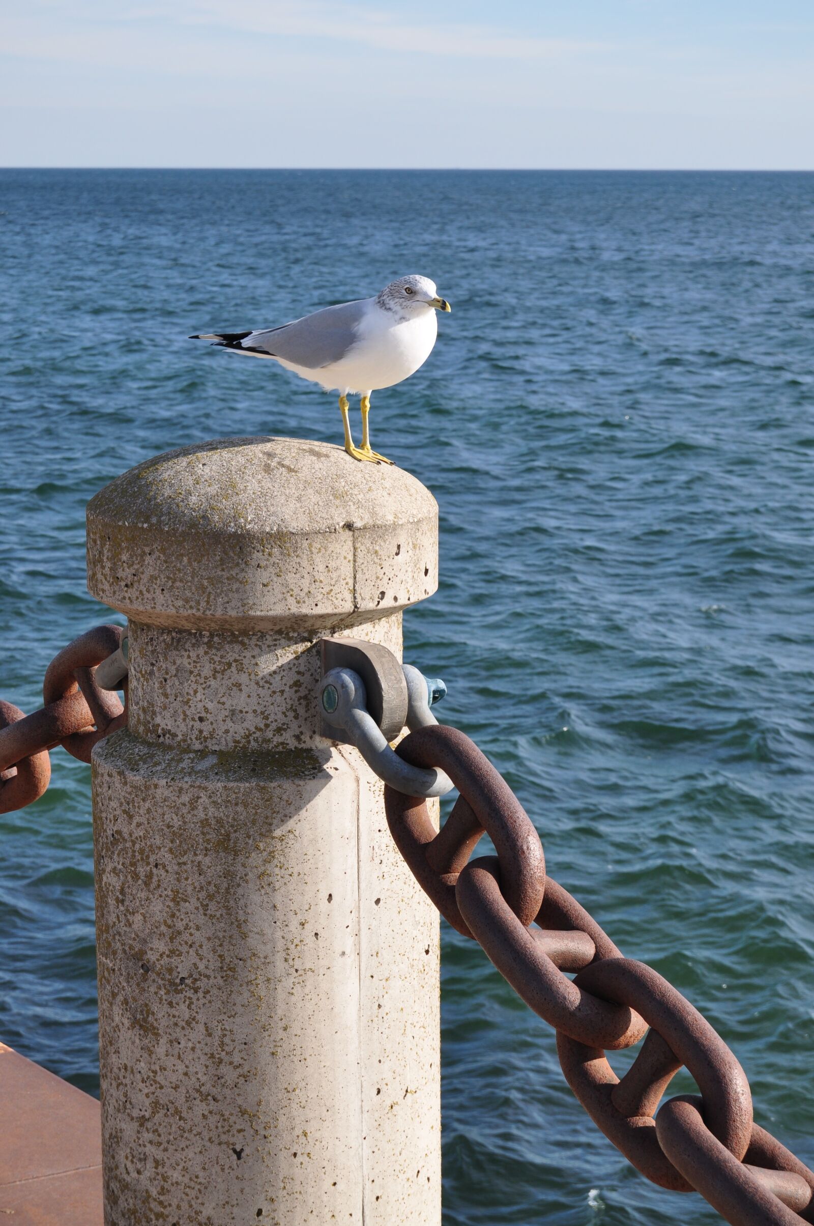 Nikon D5000 sample photo. Seagull, waterfront, bird photography