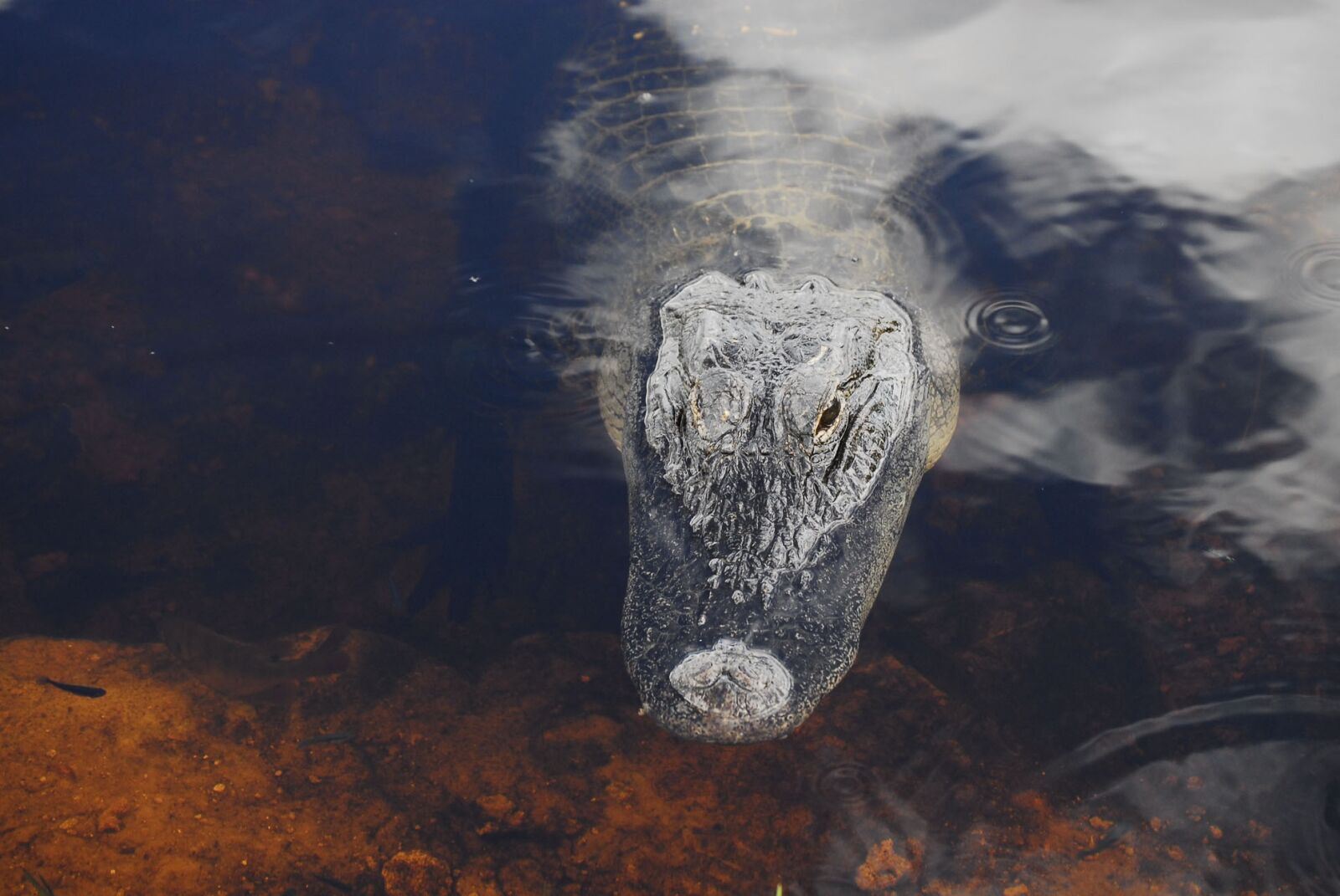 Nikon D200 sample photo. Alligator, reptile, dangerous photography