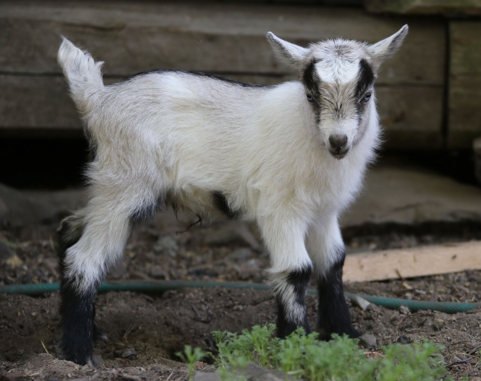 Canon EOS 6D sample photo. Goat, kid, mammal photography