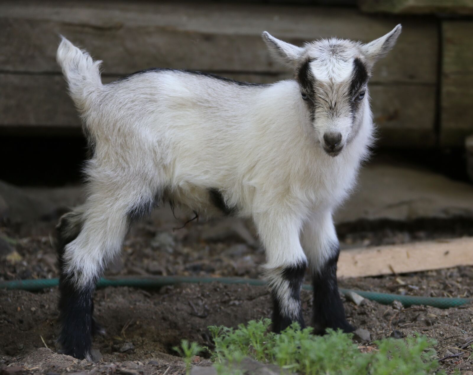 Canon EOS 6D + Canon EF 28-300mm F3.5-5.6L IS USM sample photo. Goat, kid, mammal photography