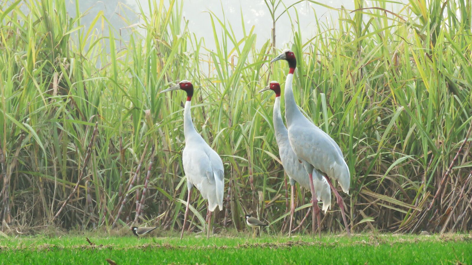 Canon PowerShot SX60 HS sample photo. Swan, bird, grass photography