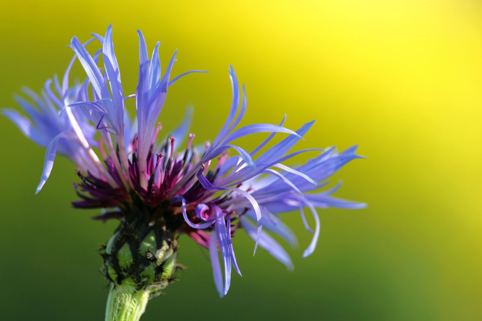 Canon EF-S 55-250mm F4-5.6 IS STM sample photo. Cornflower, blue flower, flower photography