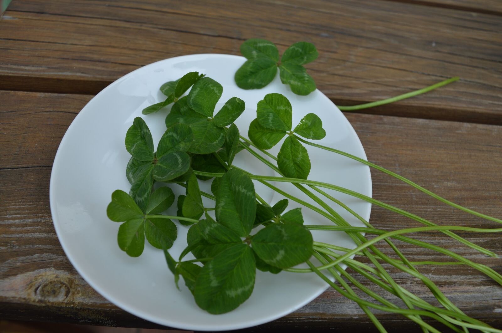 Nikon D3200 sample photo. Clovers, symbol, happiness photography
