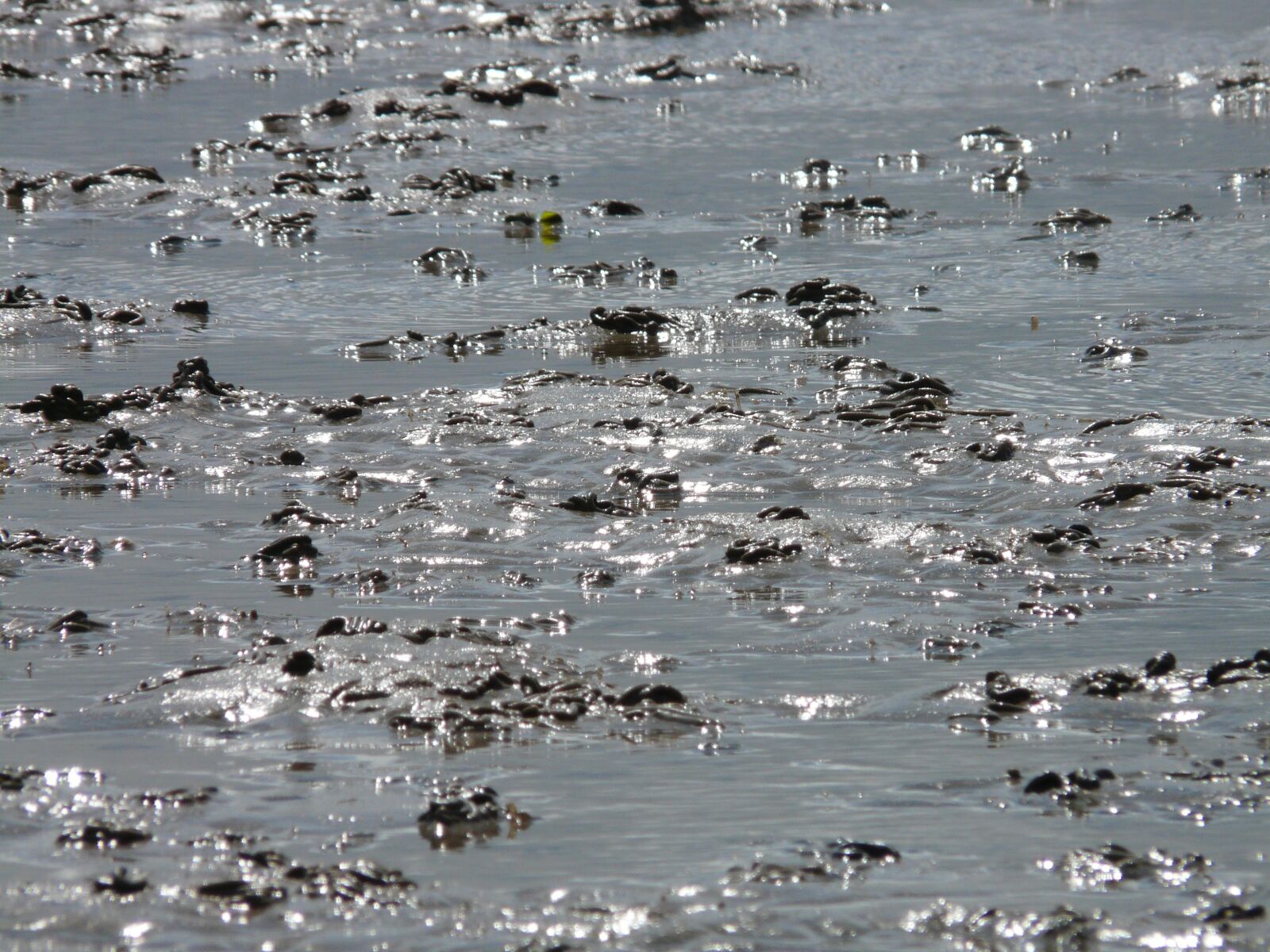 Panasonic DMC-FZ18 sample photo. Watts, wadden sea, north photography