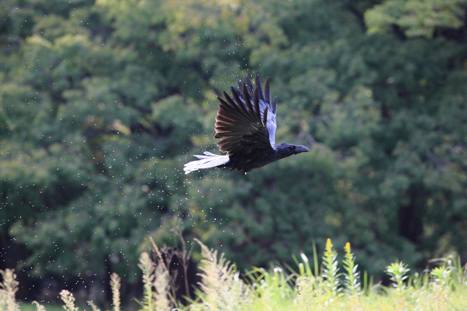 Canon EOS-1D Mark III + Canon EF 70-200mm F4L IS USM sample photo. Black, bird, flying, near photography