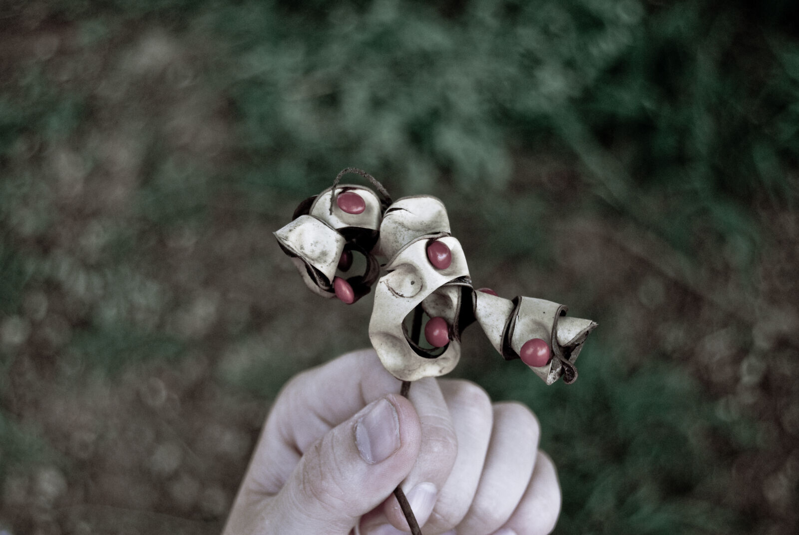 Nikon D40X sample photo. Hand, plant, seed photography