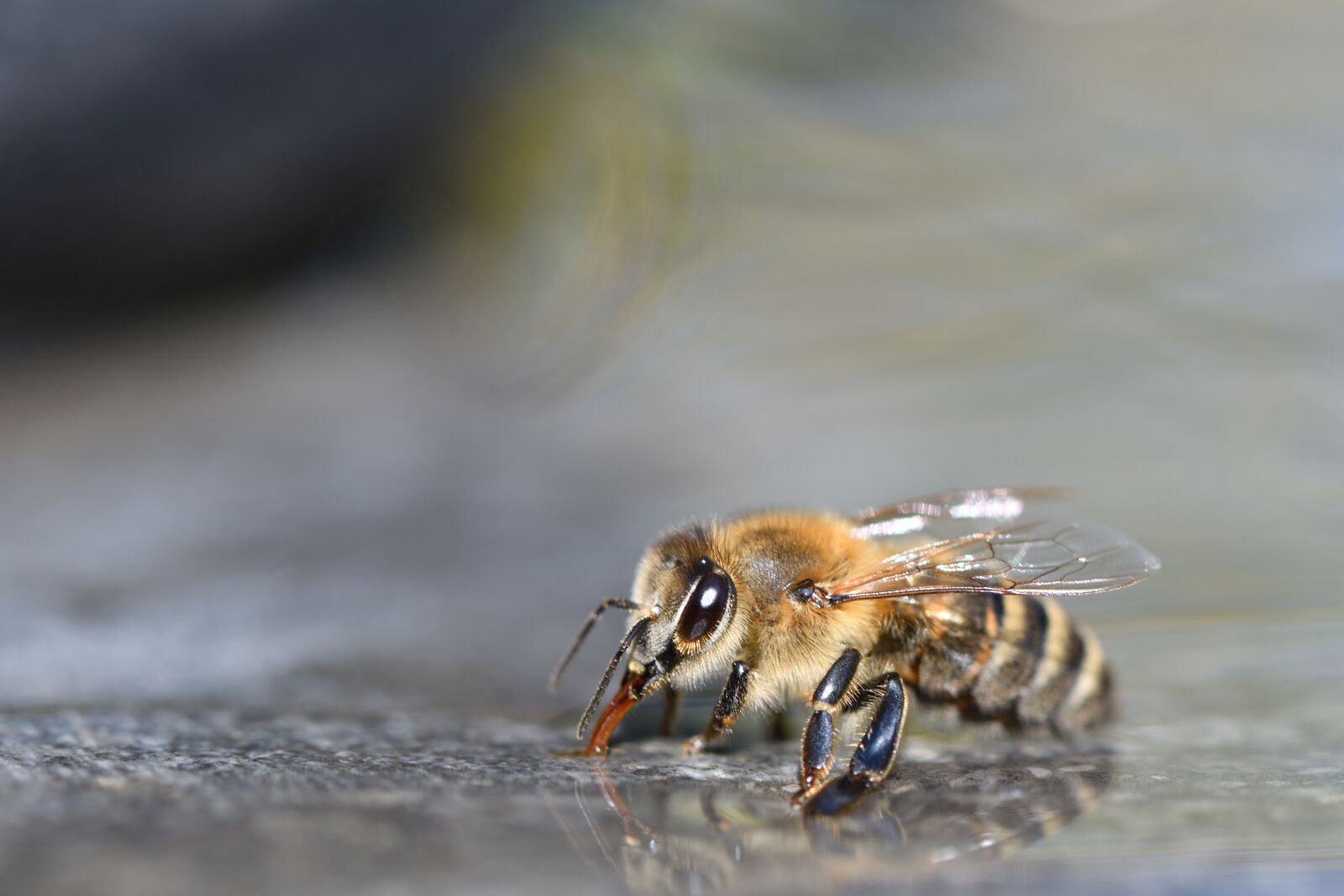 Nikon D500 sample photo. Bees, beekeeper, beekeeping photography
